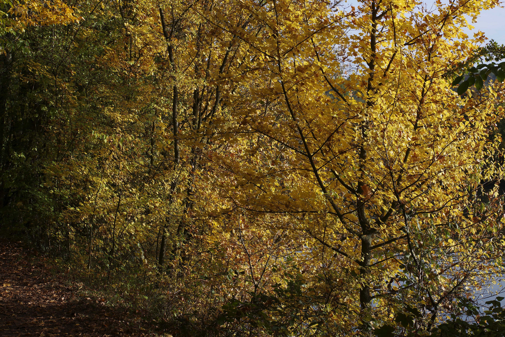 ...Herbst am Biotop und Neckar