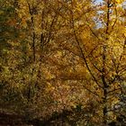 ...Herbst am Biotop und Neckar