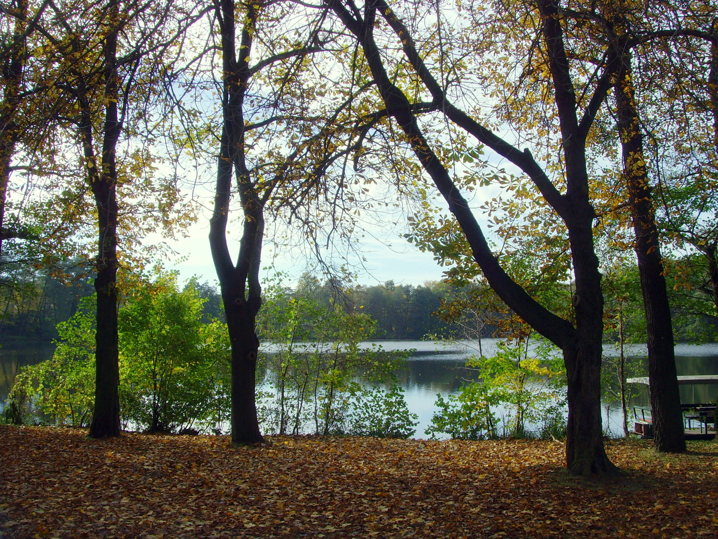 Herbst am Boddensee in Birkenwerder