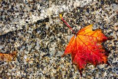 HERBST AM BODEN