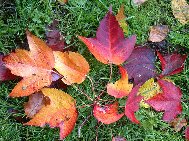 Herbst am Boden