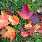 Herbst am Boden