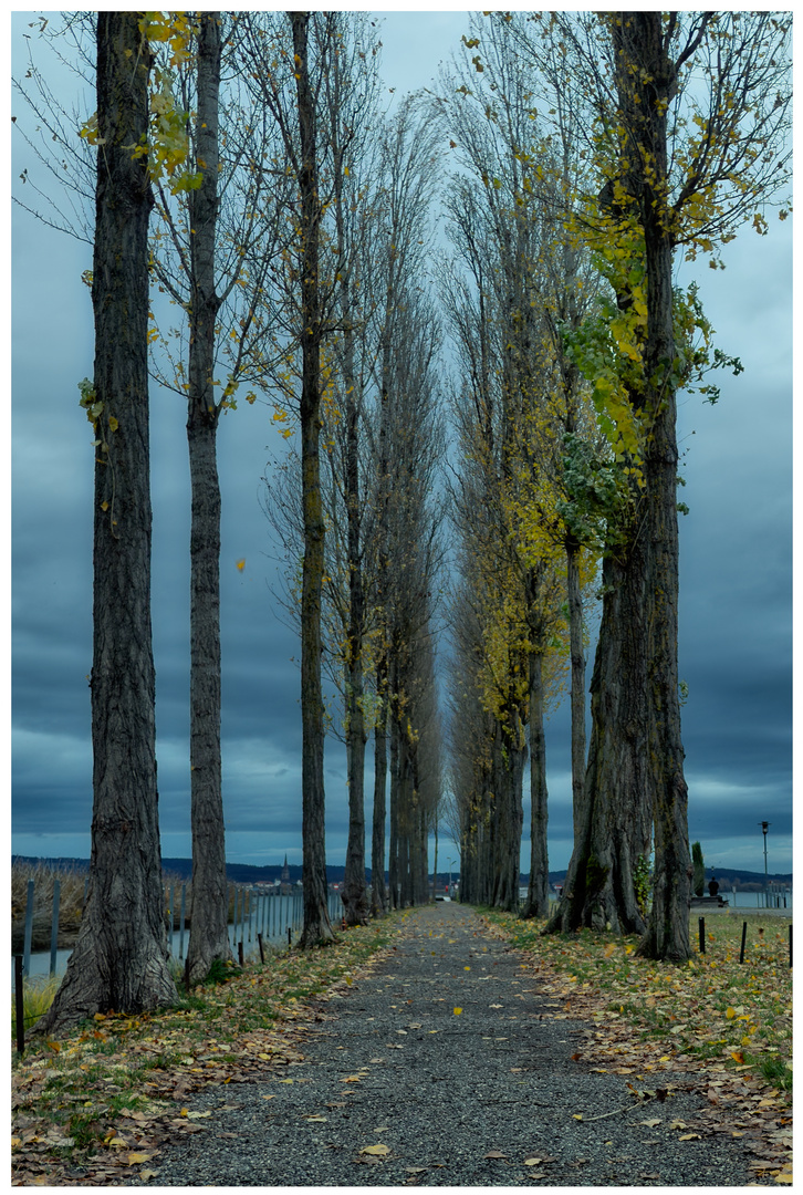 Herbst am Bodensee