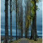 Herbst am Bodensee