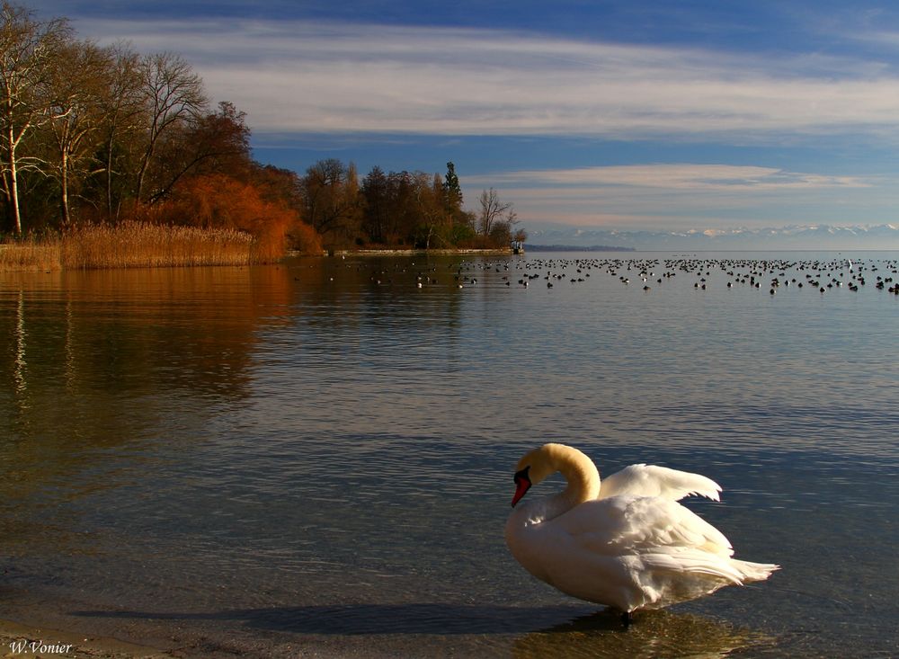 Herbst am Bodensee,