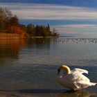 Herbst am Bodensee,