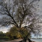 Herbst am Bodensee