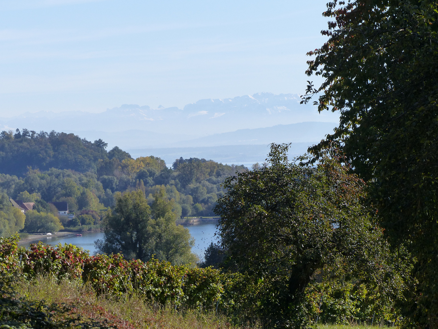 Herbst am Bodensee