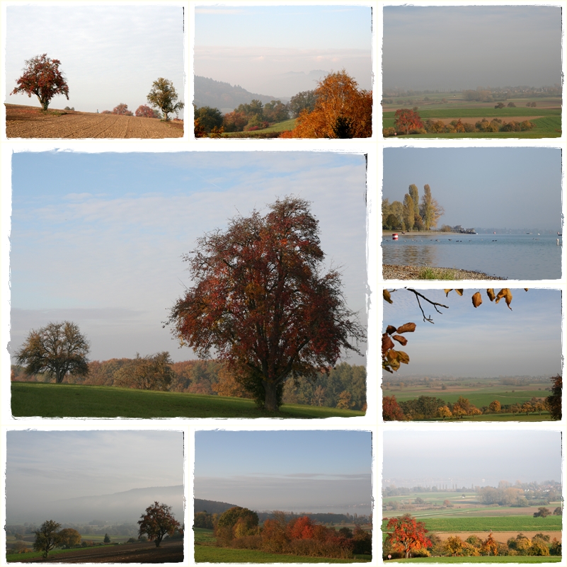 Herbst am Bodensee