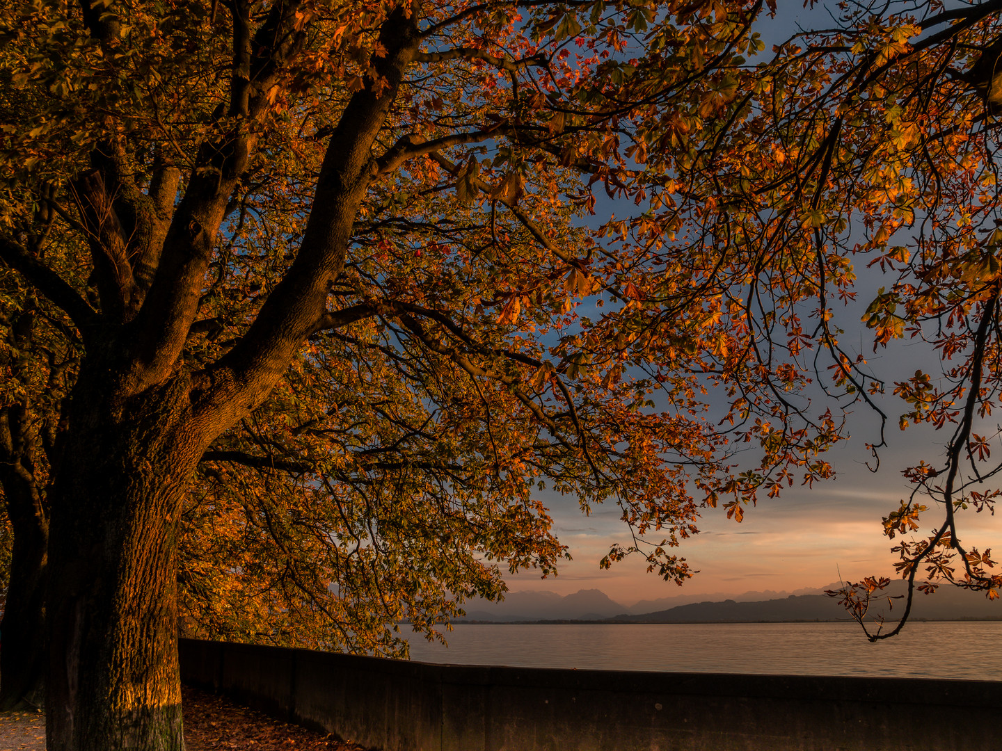 Herbst am Bodensee