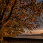 Herbst am Bodensee