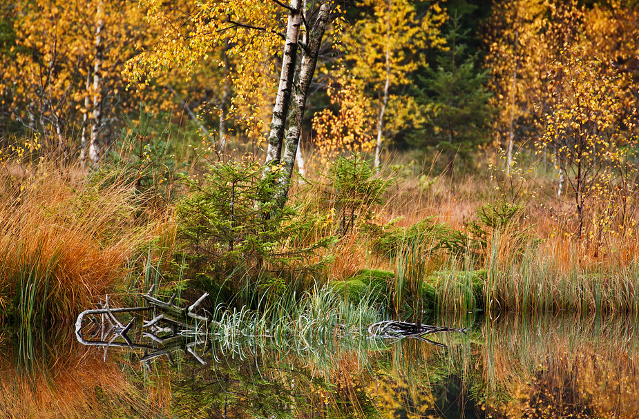 Herbst am Buhlbachsee