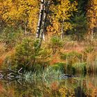 Herbst am Buhlbachsee