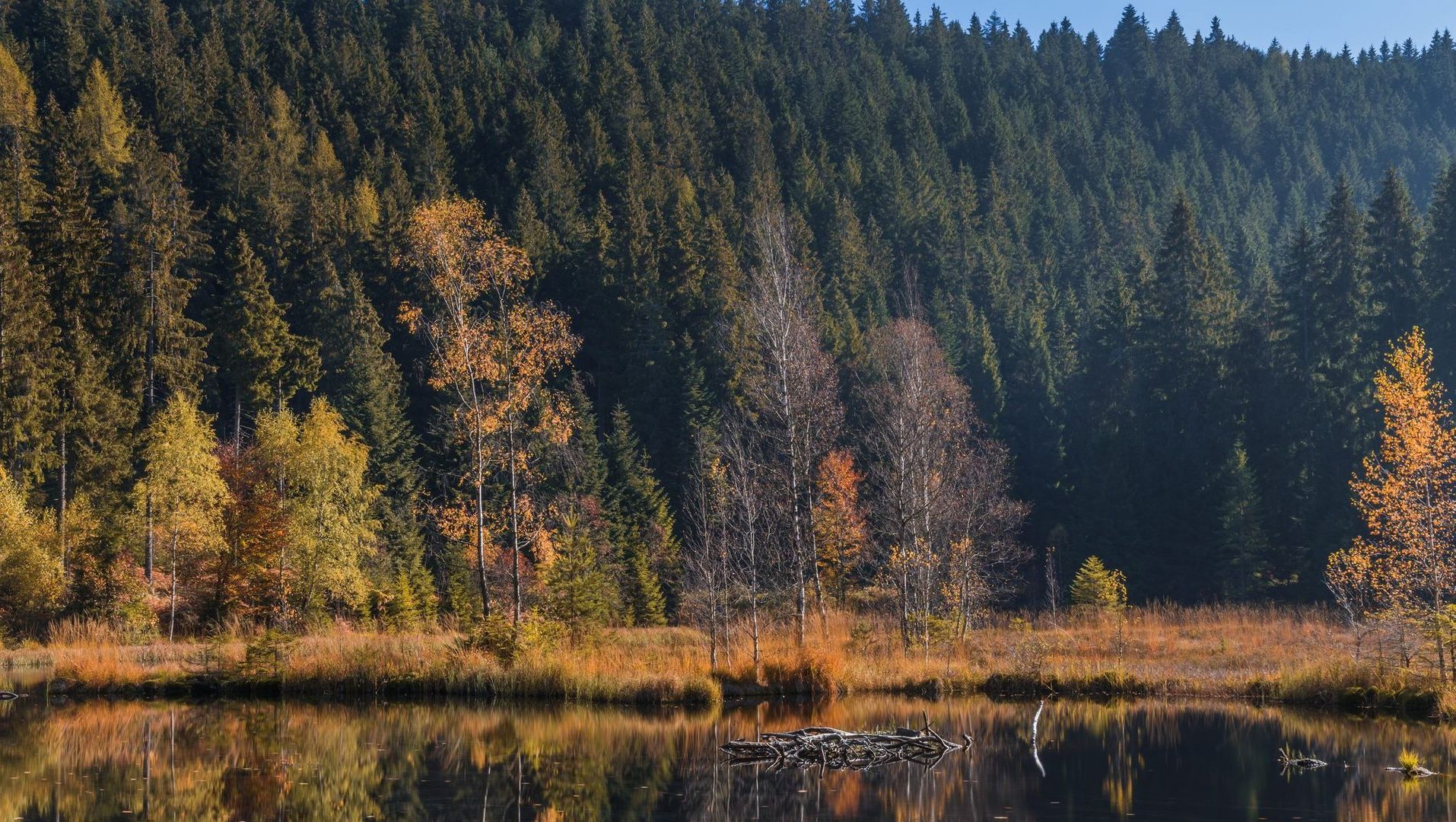 Herbst am Buhlbachsee