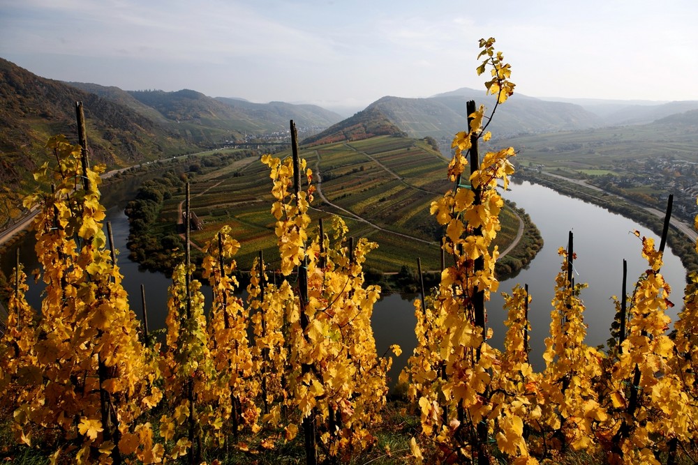 Herbst am Calmont bei Bremm