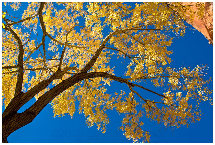 Herbst am Capitol Reef .........