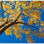 Herbst am Capitol Reef .........