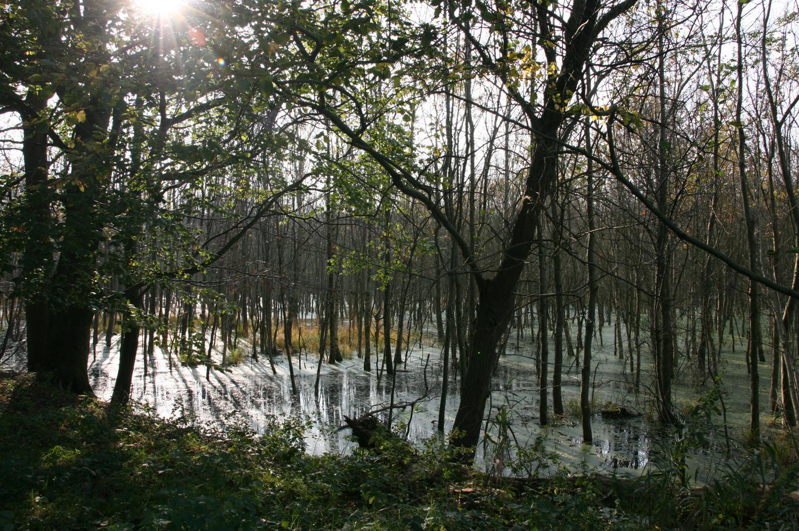 Herbst am Darß