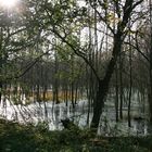 Herbst am Darß