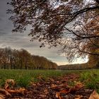 Herbst am Decksteiner Weiher in Köln