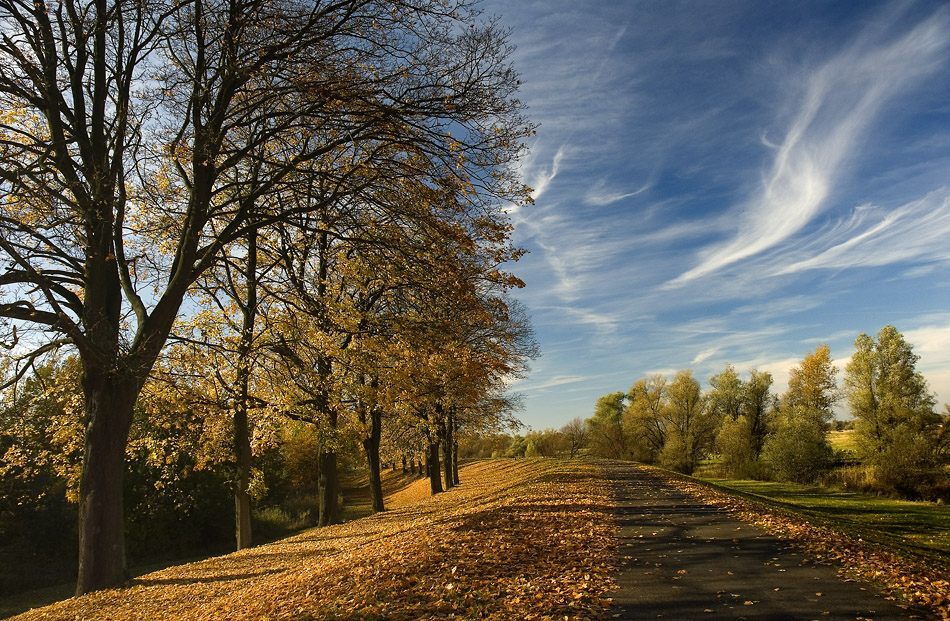 Herbst am Deich