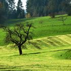 Herbst am Dinkelberg