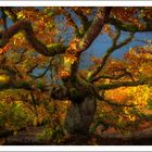 Herbst am Edersee