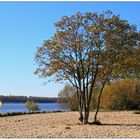 Herbst am Elbufer