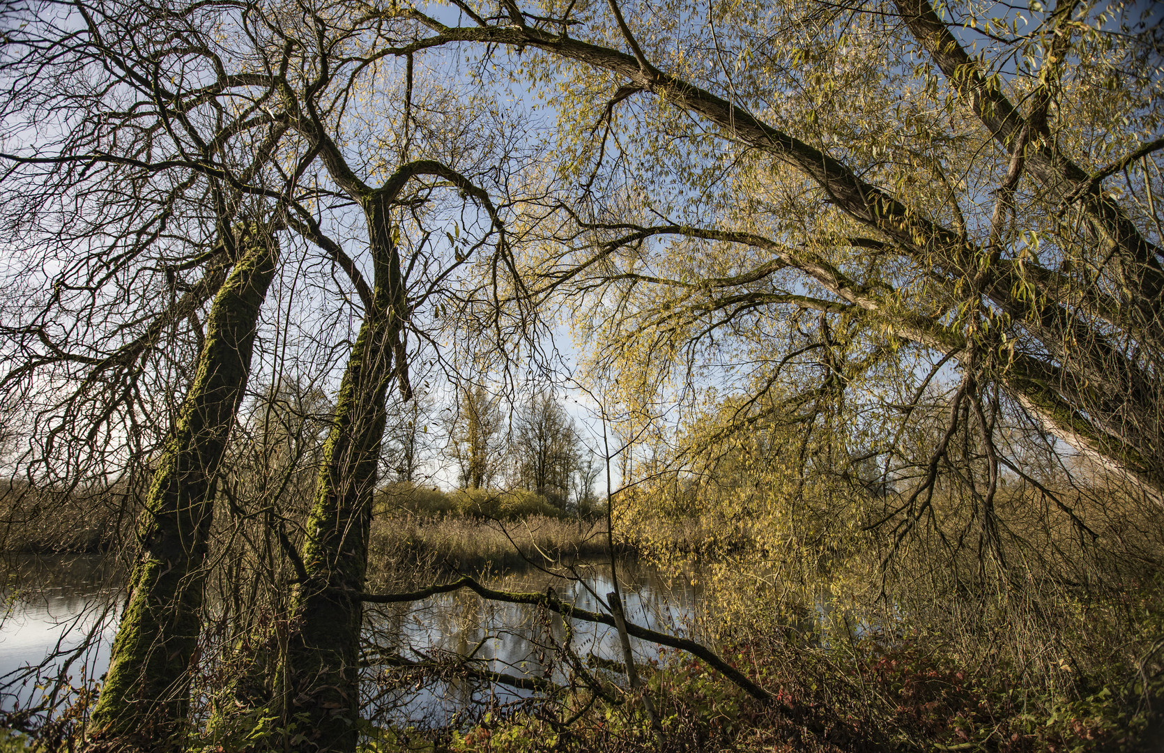 Herbst am Elbufer