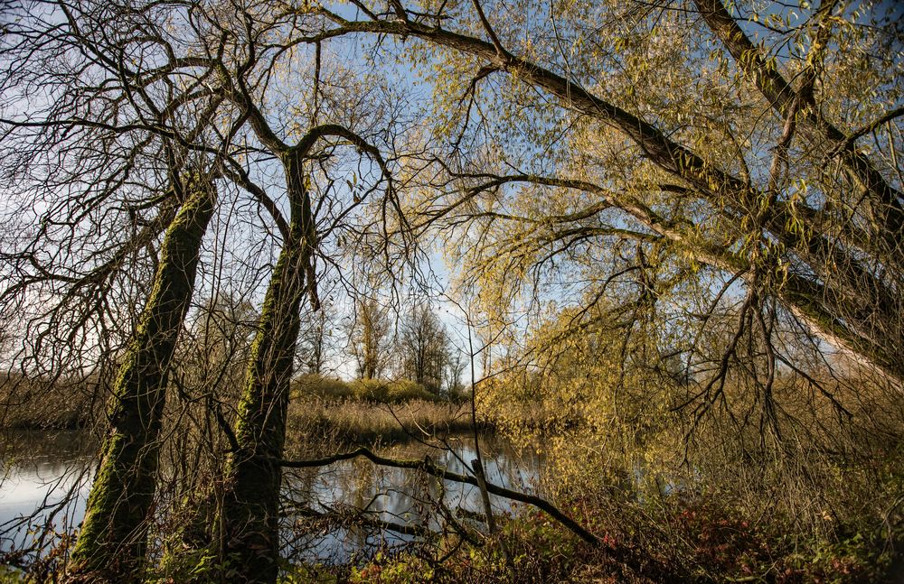 Herbst am Elbufer