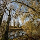 Herbst am Elbufer