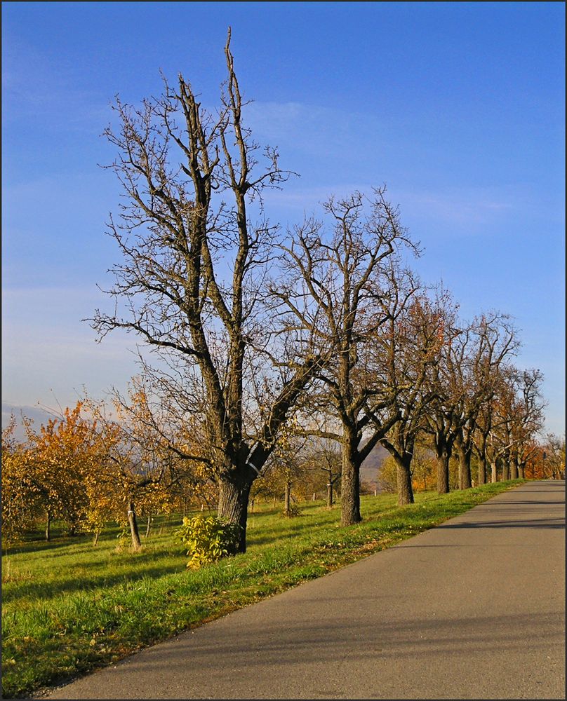 Herbst am Elisenweg