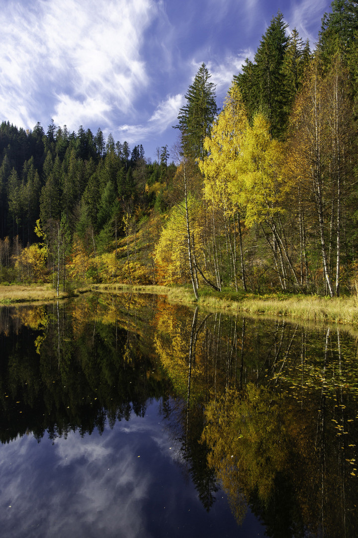 Herbst am Ellbachsee