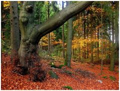 Herbst am Epprechtstein