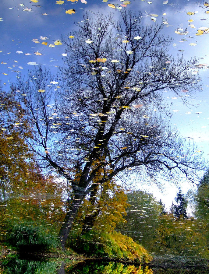 herbst am espachteich (erfurt)