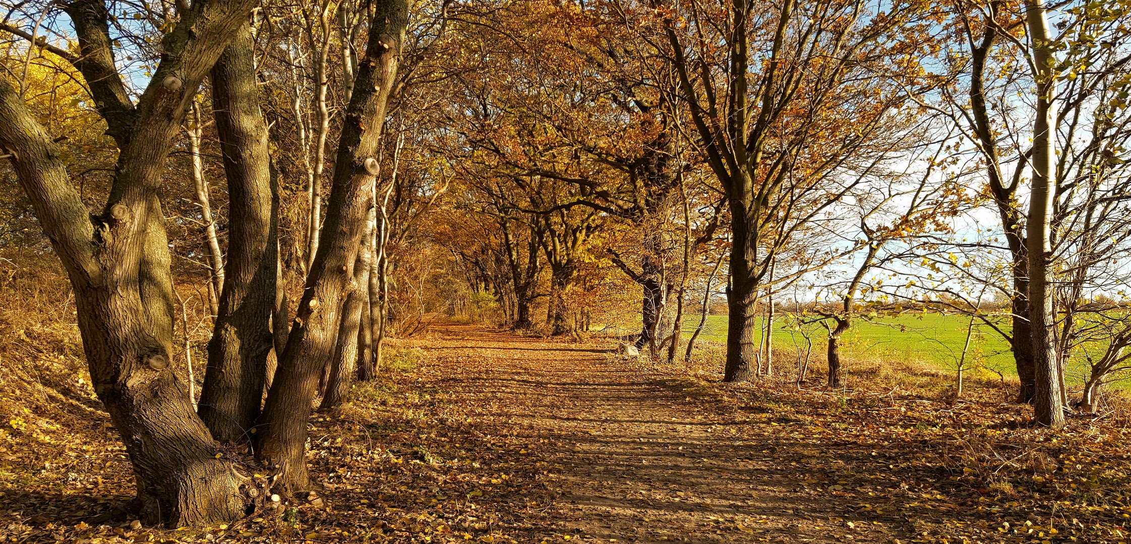 Herbst am Feld......