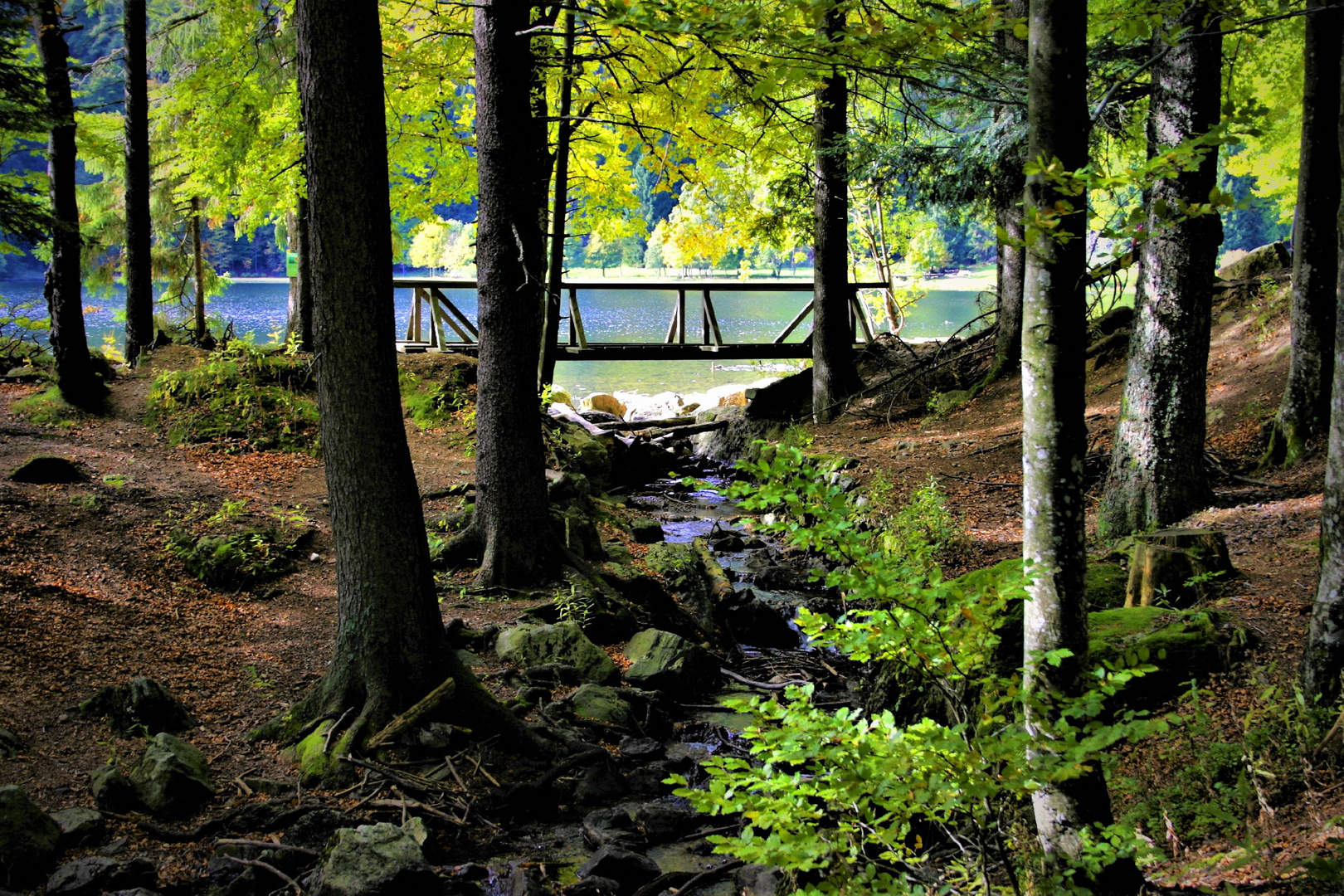 herbst am feldsee 3