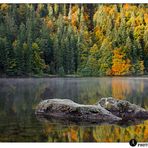 Herbst am Feldsee