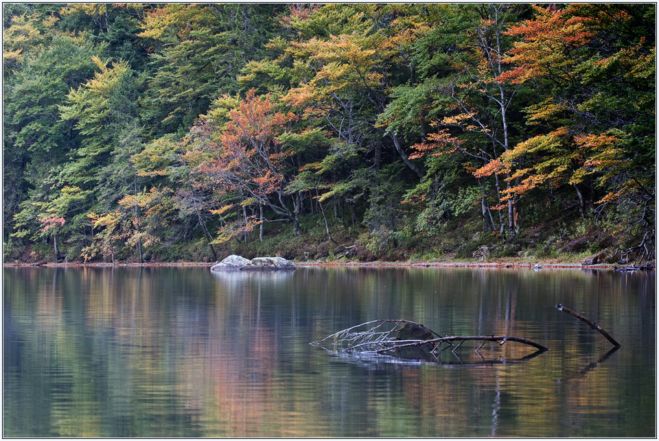 Herbst am Feldsee