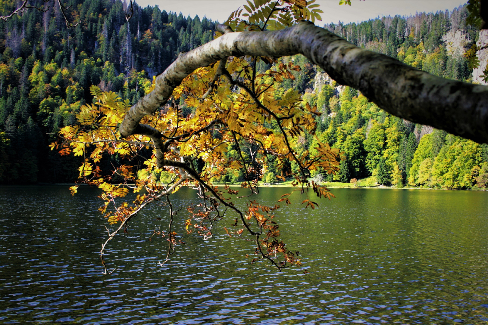 herbst am feldsee