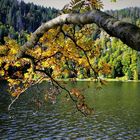 herbst am feldsee