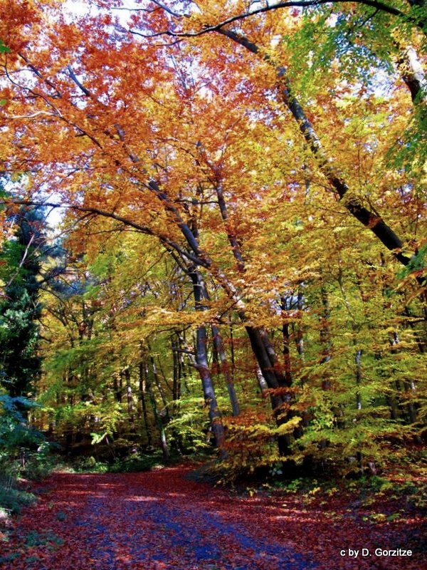 Herbst am Felsenmeer !