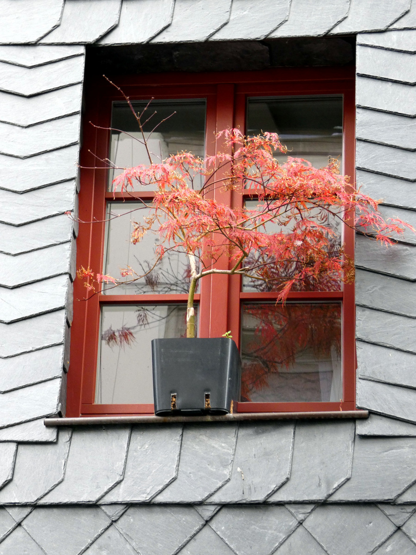 Herbst am Fenster