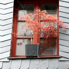 Herbst am Fenster