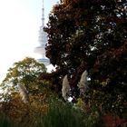 Herbst am Fernsehturm