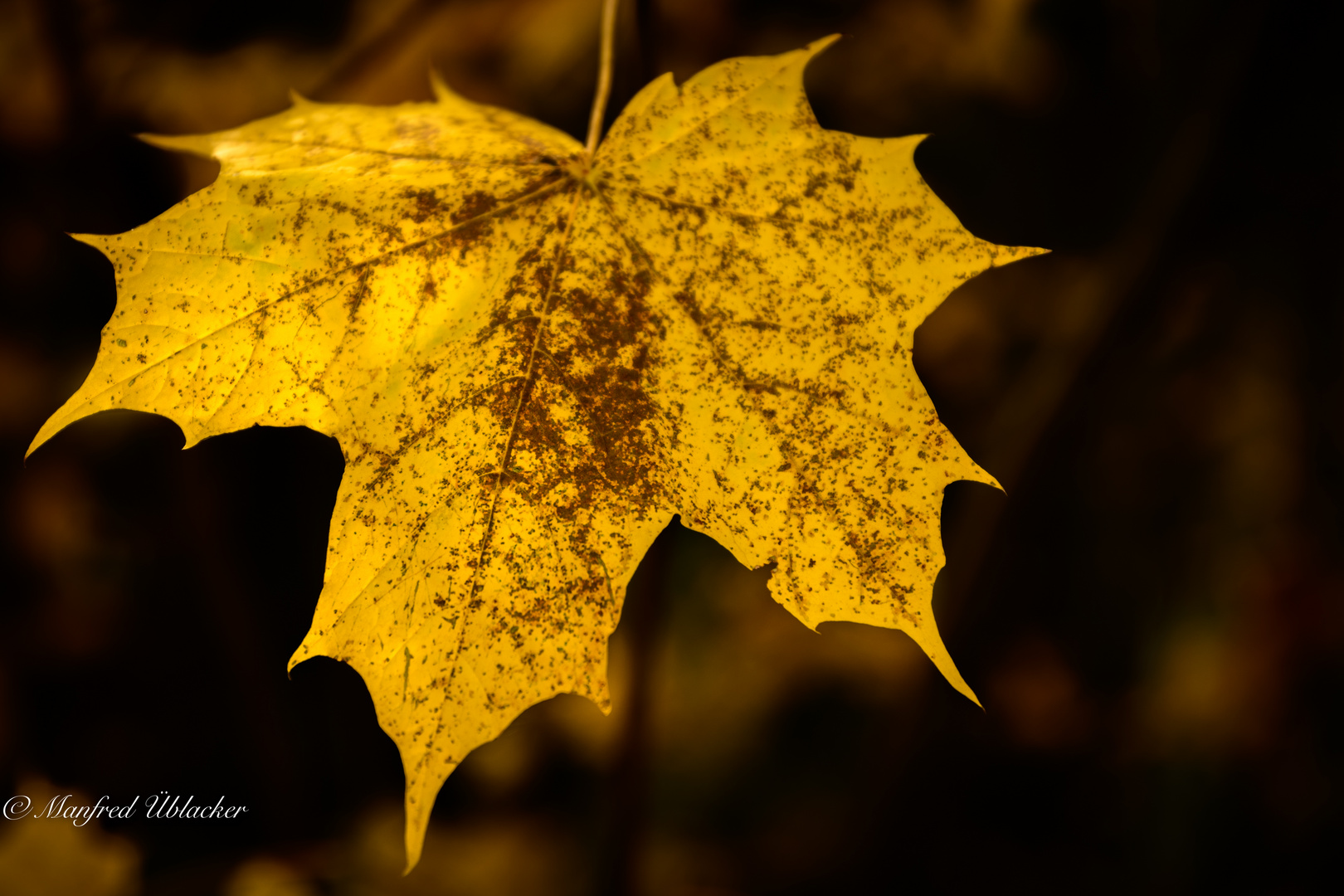 Herbst am Fluss ...