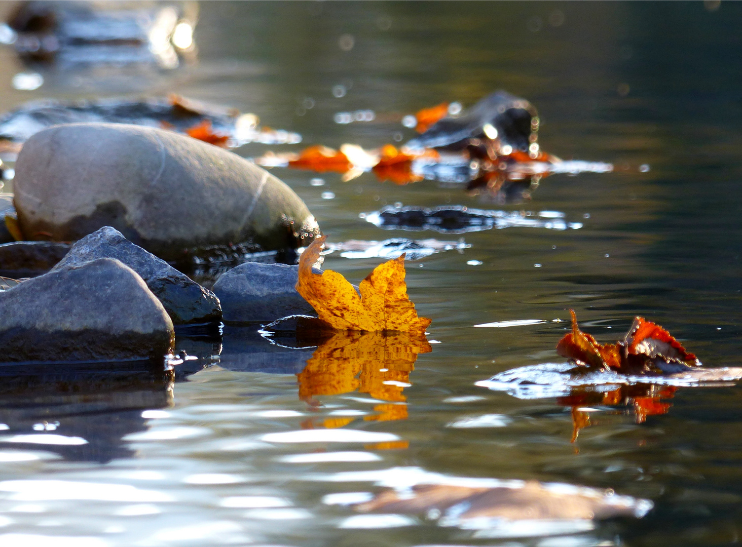 Herbst am Fluss