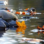 Herbst am Fluss