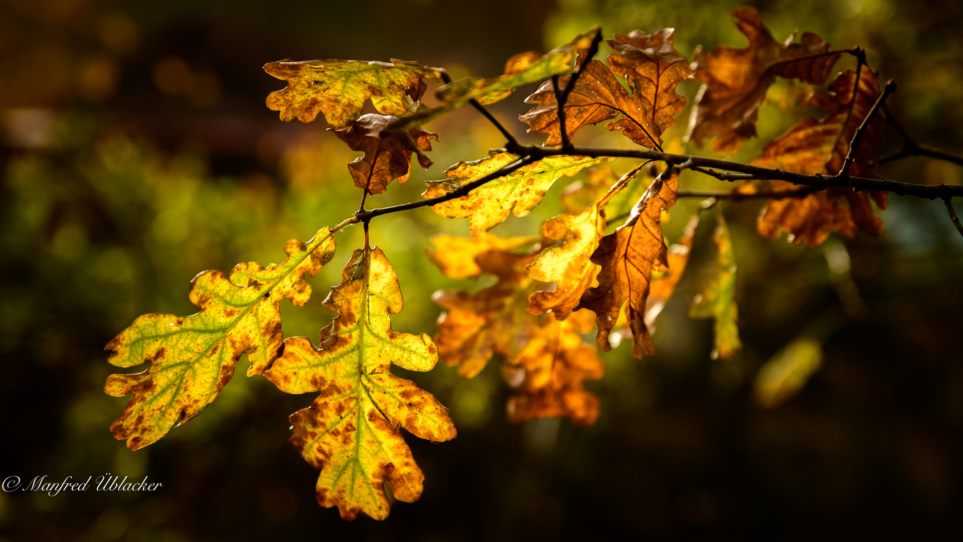 Herbst am Fluss ...