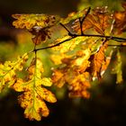 Herbst am Fluss ...